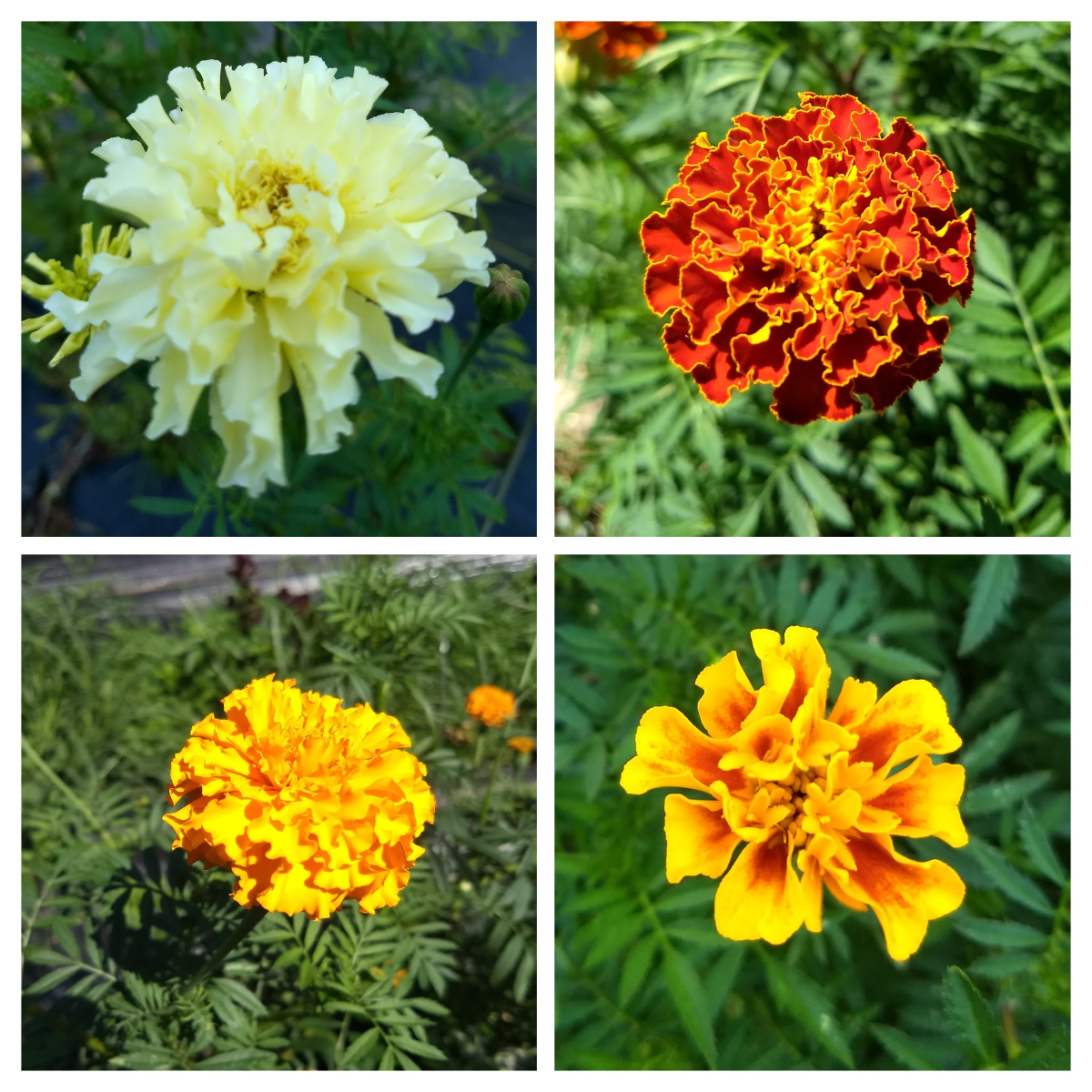 Marigold Mixed Edible Varieties Market Wagon Online Farmers